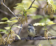 Yellow rumped Warbler 0919